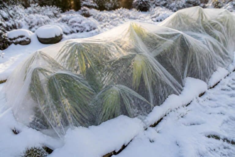découvrez comment le voile d'hivernage intissé protège les plantes fragiles du gel, assurant leur survie durant l'hiver grâce à une isolation efficace contre les basses températures.