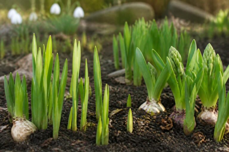 analyse de l'influence des bulbes à floraison printanière sur l'anticipation des floraisons en début d'année, mettant en lumière les interactions et les mécanismes écologiques sous-jacents.