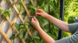 découvrez comment installer un treillage en croisillons sur un support vertical pour soutenir efficacement vos plantes grimpantes et embellir votre jardin.