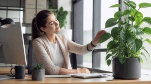 découvrez comment les plantes dépolluantes peuvent contribuer à réduire le stress au travail en améliorant la qualité de l'air et en créant un environnement apaisant.