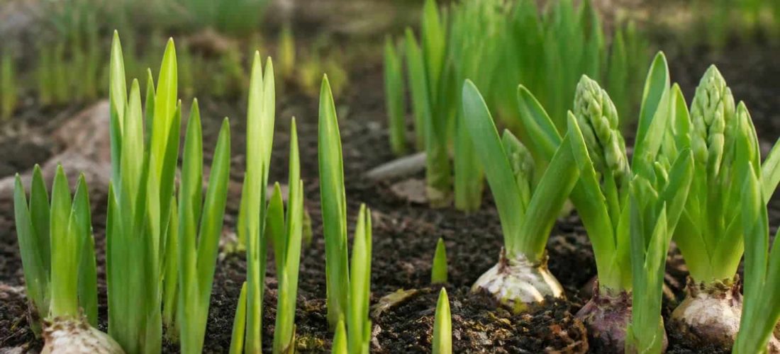 analyse de l'influence des bulbes à floraison printanière sur l'anticipation des floraisons en début d'année, mettant en lumière les interactions et les mécanismes écologiques sous-jacents.