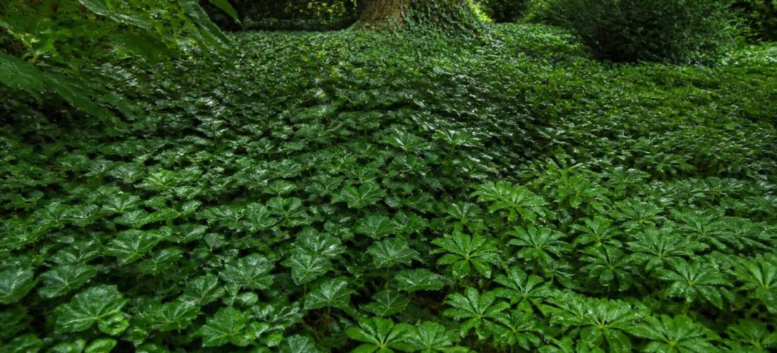 découvrez comment les plantes couvre-sol persistantes offrent une alternative durable et esthétique au gazon dans les zones d'ombre, assurant une liaison directe pour un jardin verdoyant toute l'année.