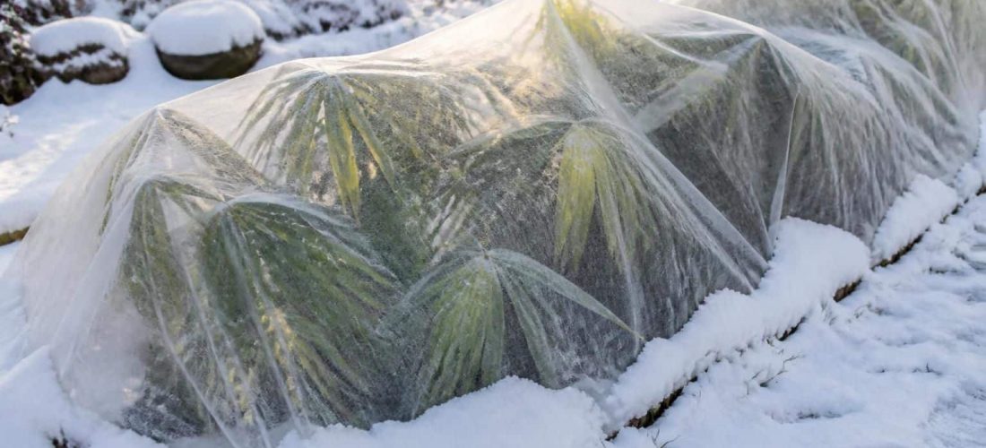 découvrez comment le voile d'hivernage intissé protège les plantes fragiles du gel, assurant leur survie durant l'hiver grâce à une isolation efficace contre les basses températures.